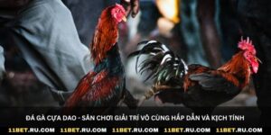 Đá gà cựa dao - Sân chơi giải trí vô cùng hấp dẫn và kịch tính