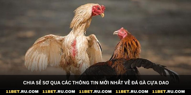 Chia sẻ sơ qua các thông tin mới nhất về đá gà cựa dao