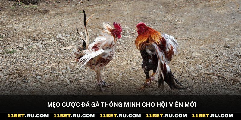 Mẹo cược đá gà thông minh cho hội viên mới