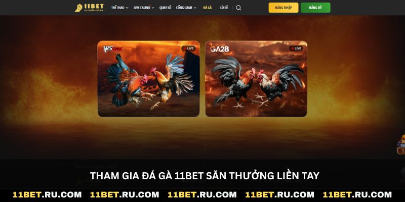 Tham gia đá gà 11Bet săn thưởng liền tay