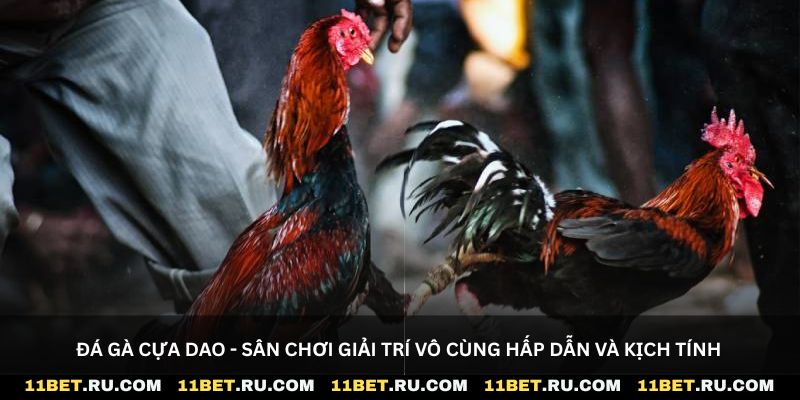Đá gà cựa dao - Sân chơi giải trí vô cùng hấp dẫn và kịch tính
