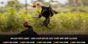 Đá gà peru 11Bet - Sân chơi đá gà cực chất đầy mới lạ 2025