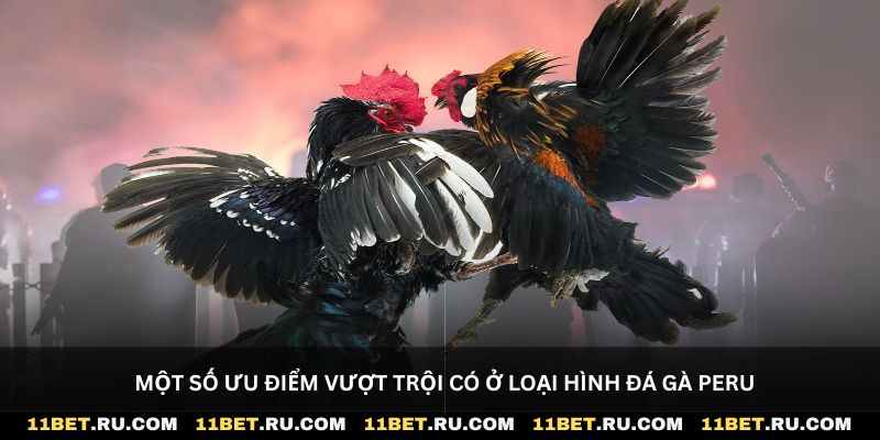 Một số ưu điểm vượt trội có ở loại hình đá gà Peru