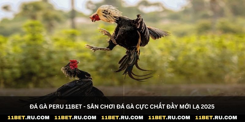 Đá gà peru 11Bet - Sân chơi đá gà cực chất đầy mới lạ 2025