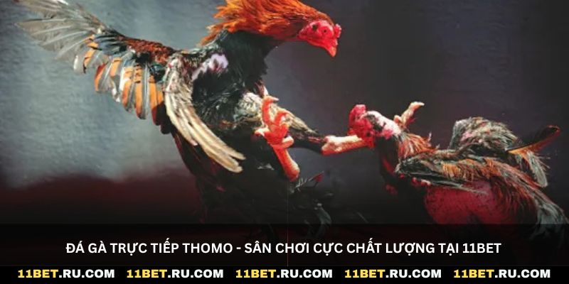 Đá gà trực tiếp thomo - Sân chơi cực chất lượng tại 11Bet