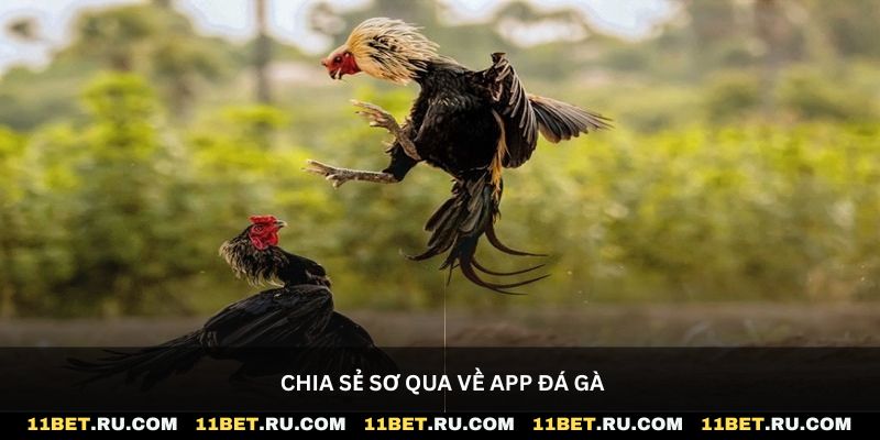 Chia sẻ sơ qua về app đá gà