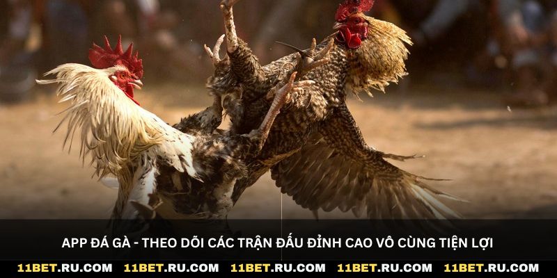 App đá gà - Theo dõi các trận đấu đỉnh cao vô cùng tiện lợi