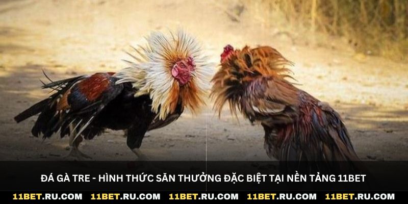 Đá gà Tre - Hình thức săn thưởng đặc biệt tại nền tảng 11Bet