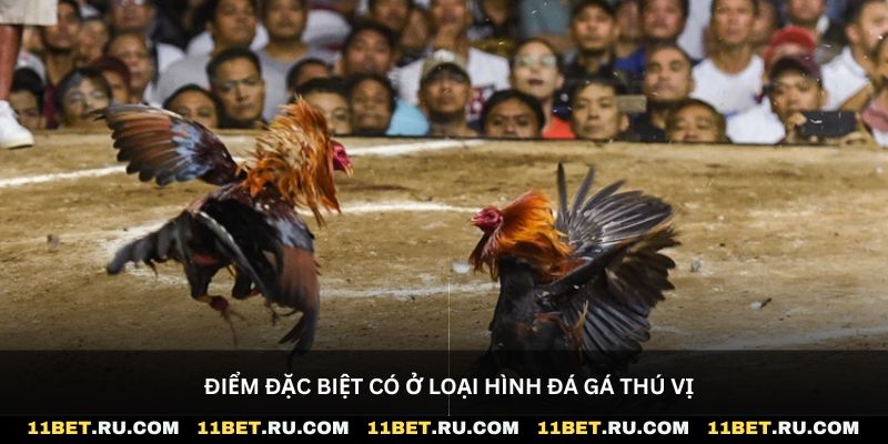 Điểm đặc biệt có ở loại hình đá gá thú vị