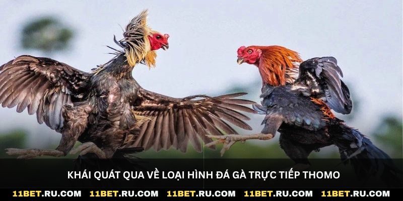 Khái quát qua về loại hình đá gà trực tiếp Thomo